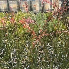 Photo of the plant species Texas Red Yucca by @JoyfulSedum60 named Sir Plancelot on Greg, the plant care app