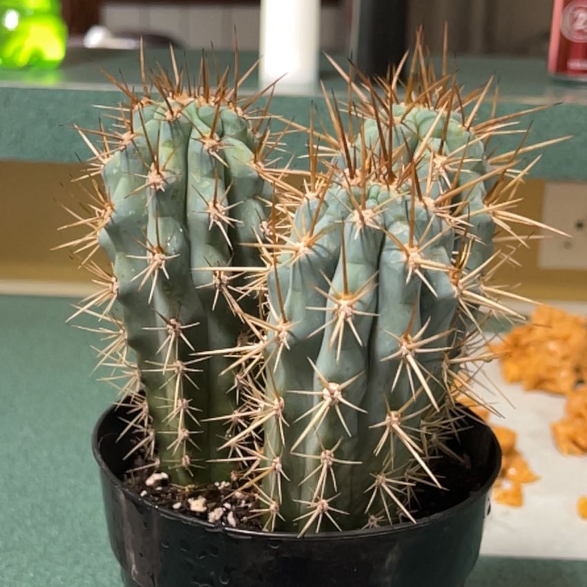 Photo of the plant species Blue Cereus by @AdeptChosmo15 named Fernie Mac on Greg, the plant care app