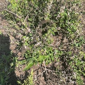 Photo of the plant species Lippia origanoides by @RealNeem73 named Queen on Greg, the plant care app
