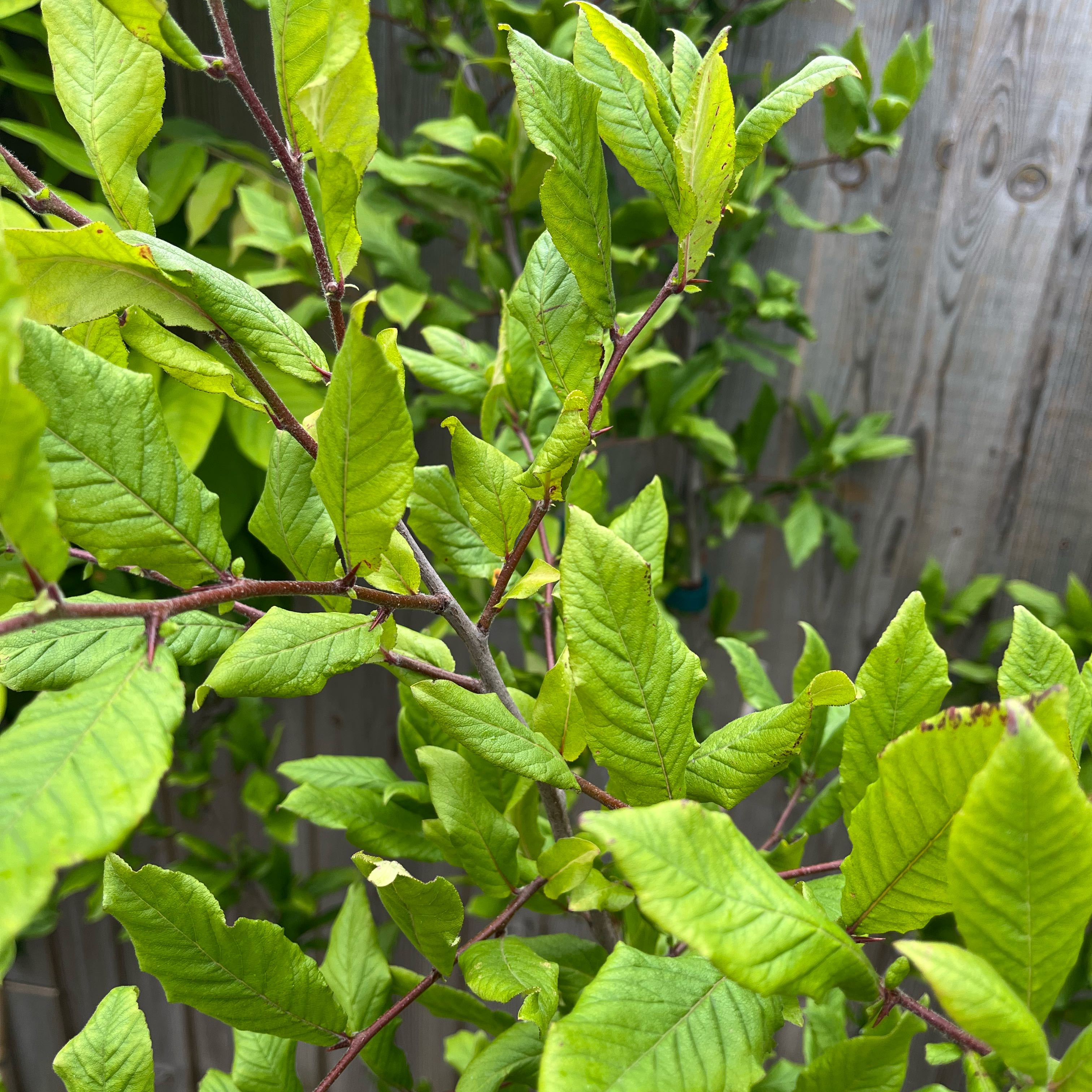 Photo of the plant species Mespilus germanica by @ZealousLoquat31 named Dolores on Greg, the plant care app