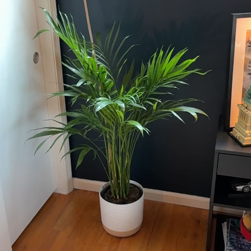 Coco