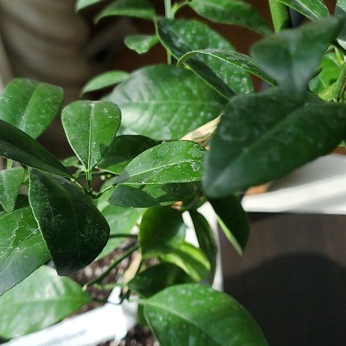 Photo of the plant species Mini Orange Tree by @PoshDisphyma47 named Coco on Greg, the plant care app