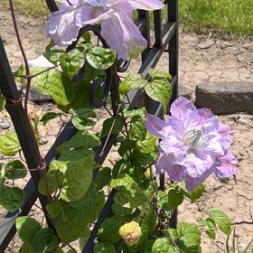 Photo of the plant species Zimbabwe creeper by @AceMarimo57 named Gomez on Greg, the plant care app