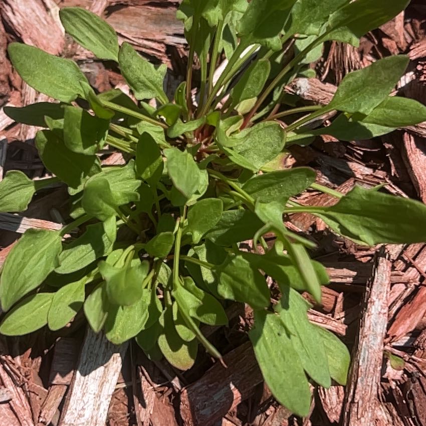 Photo of the plant species Sheep Sorrel by @AceMarimo57 named Daphne on Greg, the plant care app