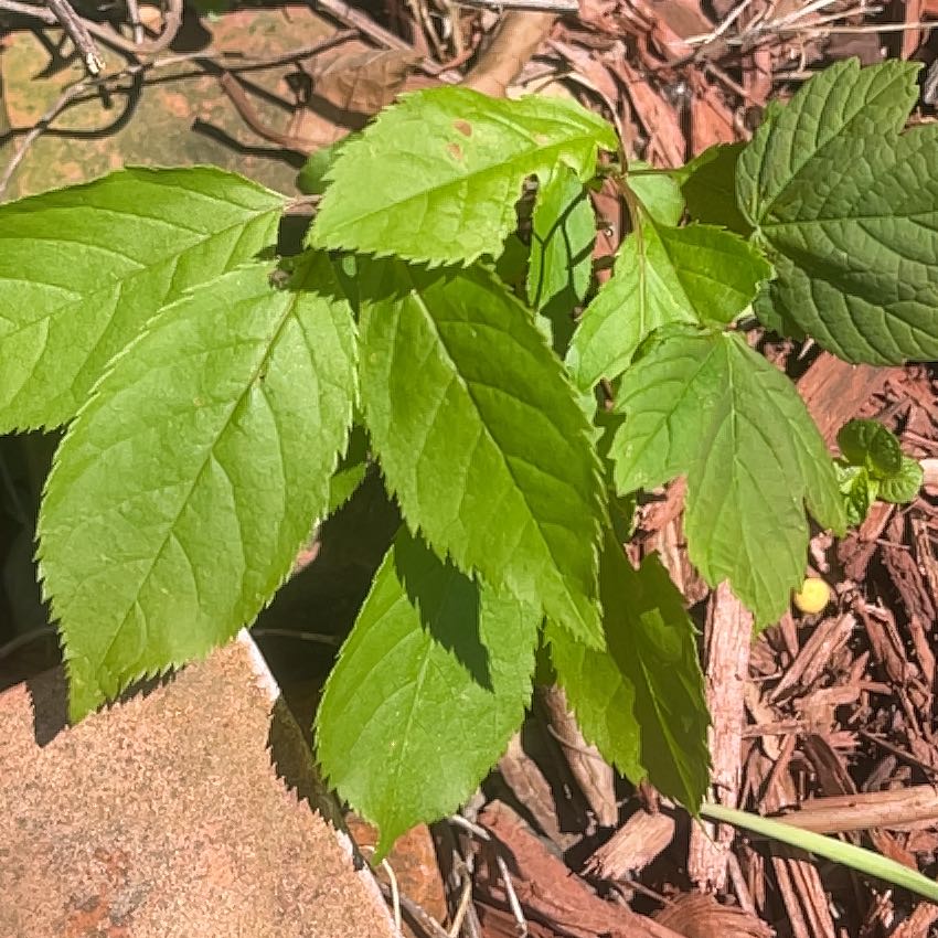 Photo of the plant species Box Elder by @AceMarimo57 named Xena on Greg, the plant care app