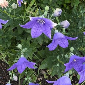 Photo of the plant species Balloon-Flower by @AceMarimo57 named Leonardo on Greg, the plant care app