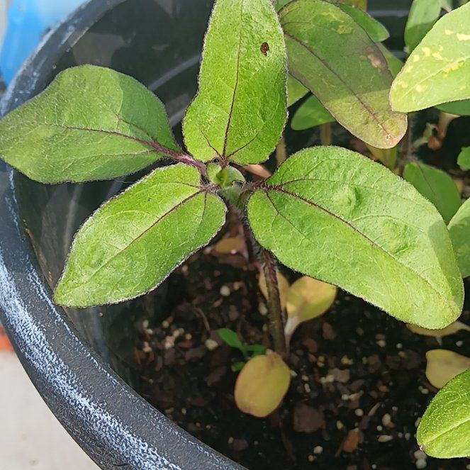 Photo of the plant species Drop Dead Red Sunflower by @JesterCorncob10 named Figyonce on Greg, the plant care app