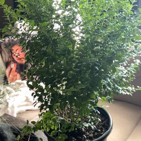 Photo of the plant species Sunshine Ligustrum by @syn333 named Treeyoncé on Greg, the plant care app