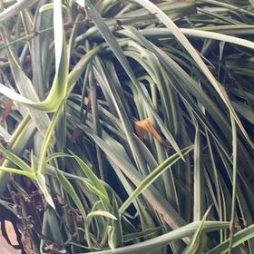 Photo of the plant species Screw Pine by @ToughCalendula named Anne on Greg, the plant care app