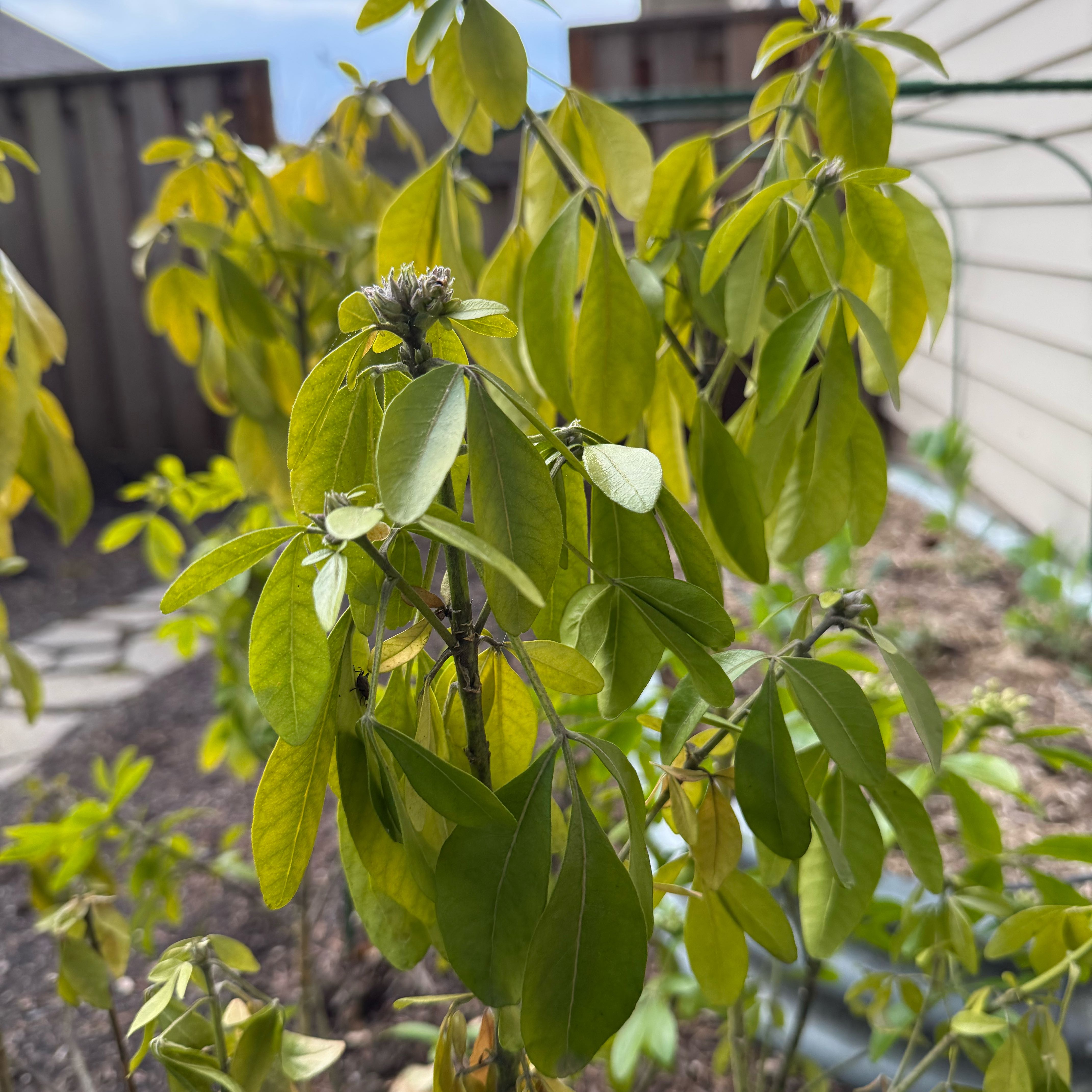 Photo of the plant species Mexican Orange Blossom by @SuaveBaytree22 named Xena on Greg, the plant care app