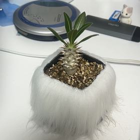 Photo of the plant species Pachypodium densiflorum by @HoorayAlula35 named baby on Greg, the plant care app