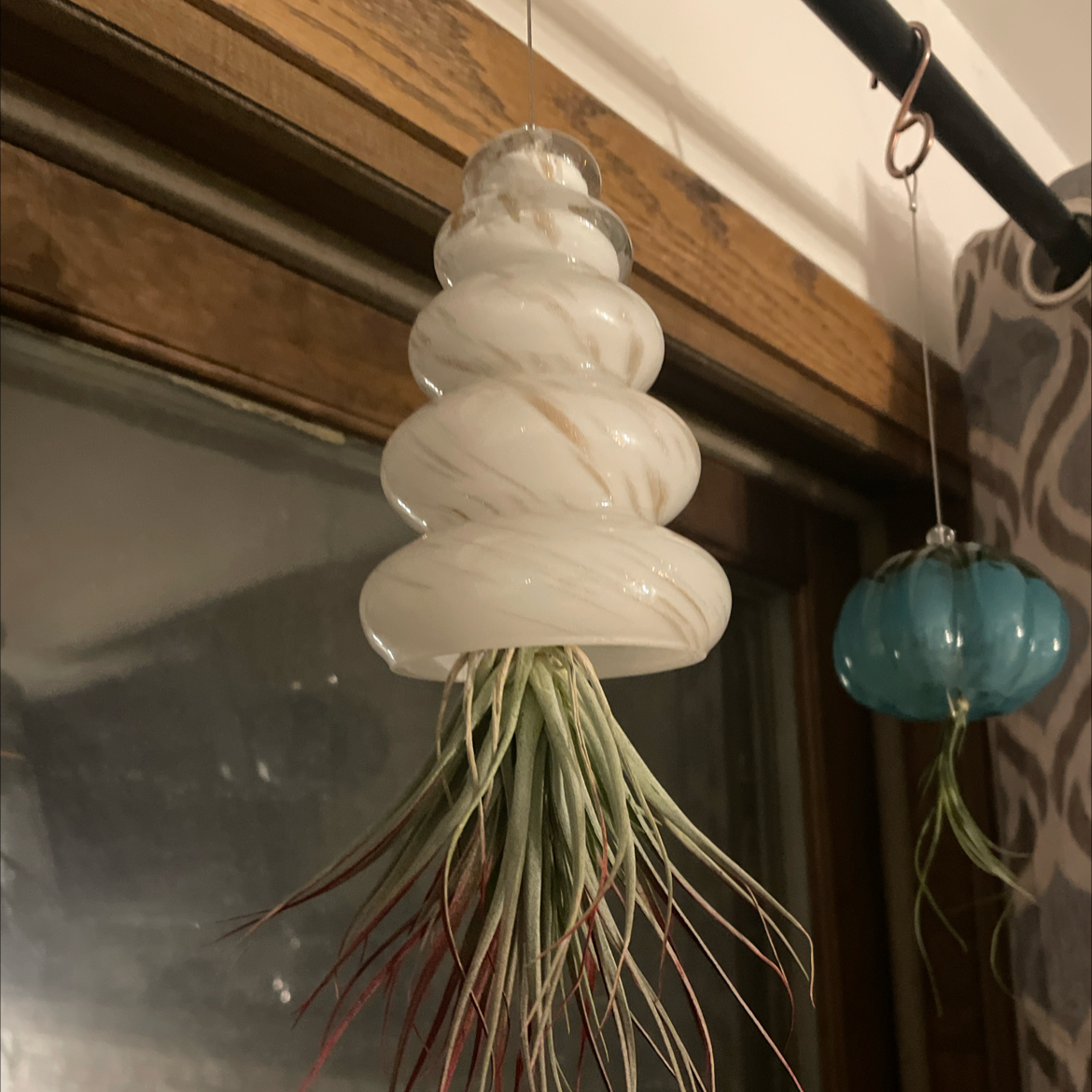 Photo of the plant species Tillandsia juncifolia 'Red Hybrid' by @WittyChisme46 named Ronaldo on Greg, the plant care app