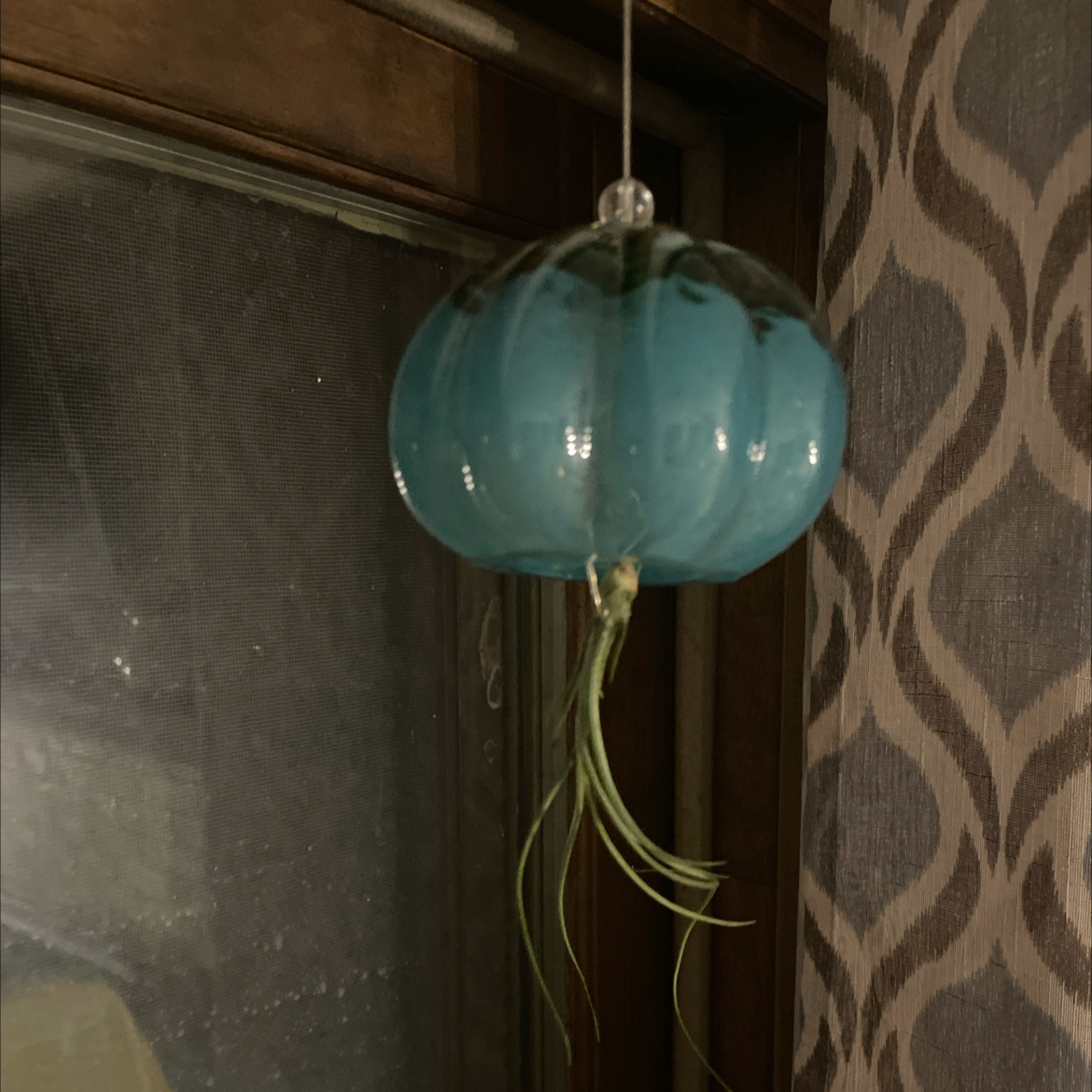 Photo of the plant species Pseudobaileyi Air Plant by @WittyChisme46 named Air-istotle on Greg, the plant care app