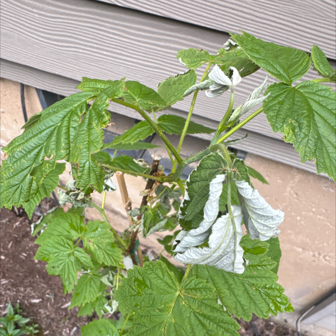 Photo of the plant species Fall Gold Raspberry by @ParamountPhalsa named Queen on Greg, the plant care app