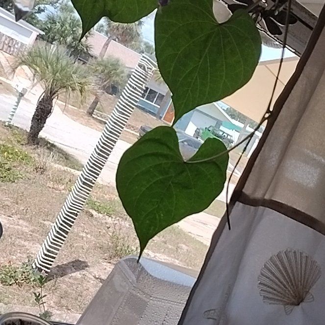 Photo of the plant species Moonflower, moon vine, tropical white morning glory by @SocialAloeguido named Moon on Greg, the plant care app