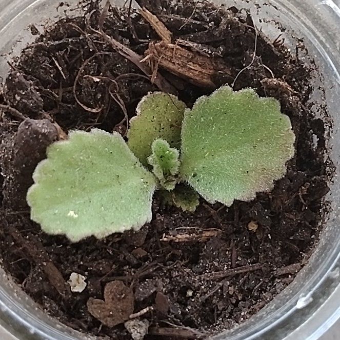 Photo of the plant species Lippia origanoides by @SocialAloeguido named Mexican basil on Greg, the plant care app