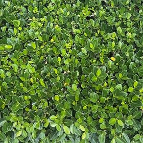 Photo of the plant species Green Island Ficus by @FastZinnia36 named Apollo on Greg, the plant care app
