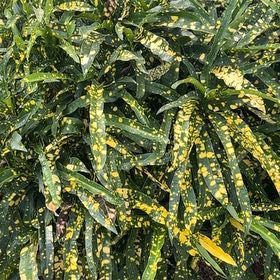 Photo of the plant species sloppy painter by @FastZinnia36 named Fernie Mac on Greg, the plant care app