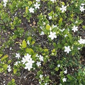 Photo of the plant species Asian Snow Jasmine by @FastZinnia36 named Spike Leaves on Greg, the plant care app