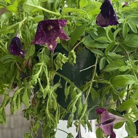 Photo of the plant species Painted LoveTM Purple Petunia by @SilkenDogrose13 named Sir Plancelot on Greg, the plant care app