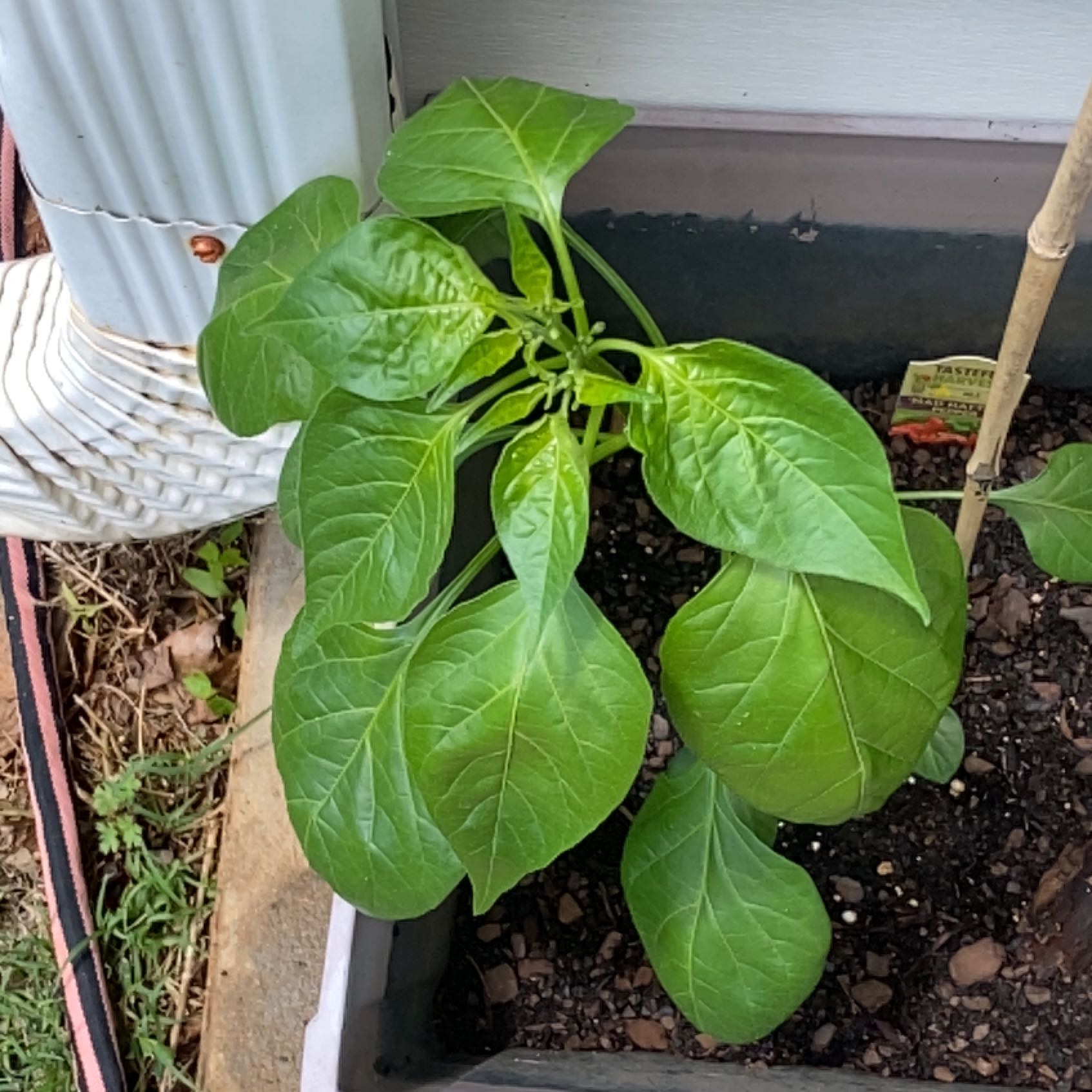 Photo of the plant species Mad Hatter Pepper by @GuruTutsan48 named Pax on Greg, the plant care app