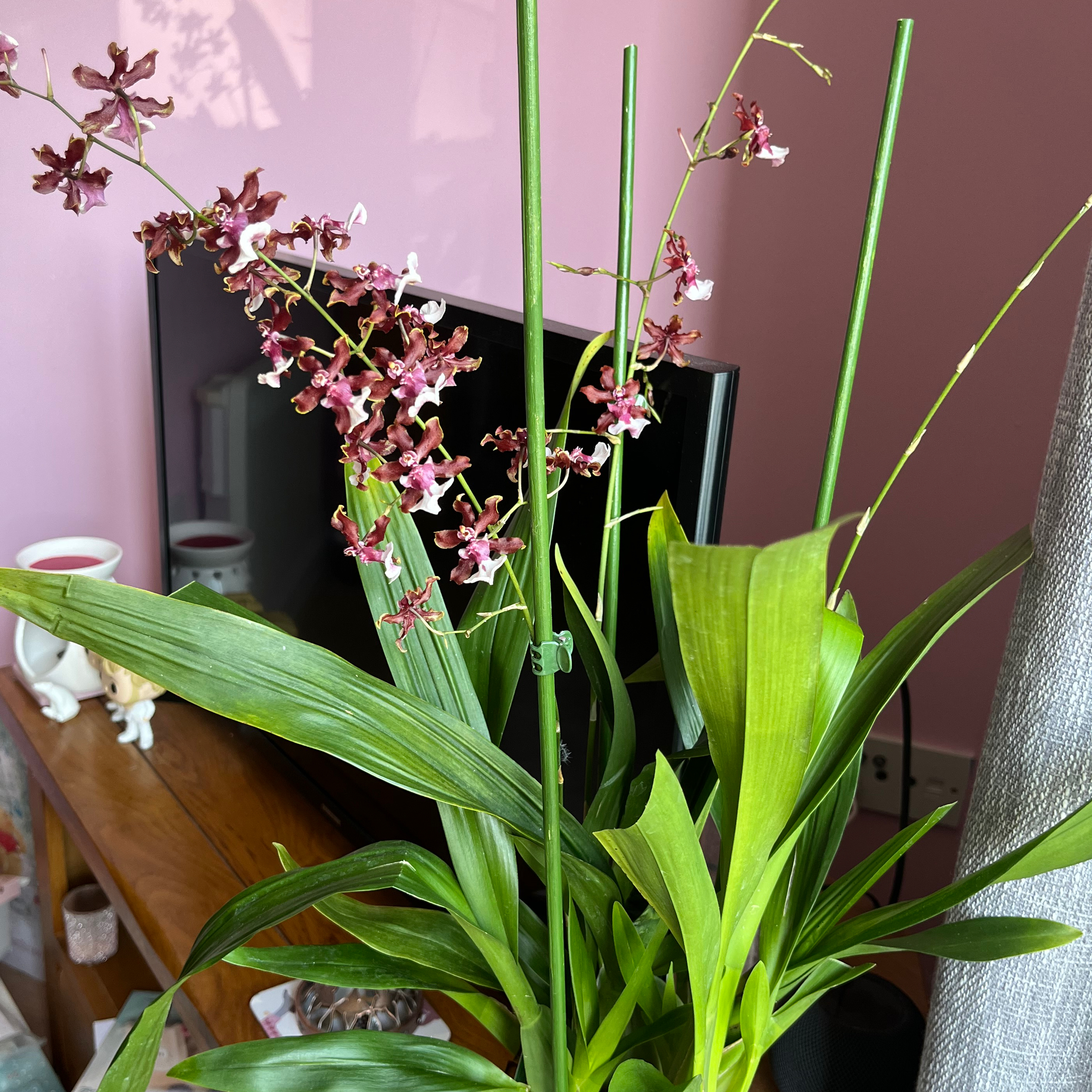 Oncidium sharry baby 'Sweet Fragrance' orchid with green leaves and multiple flowering spikes.