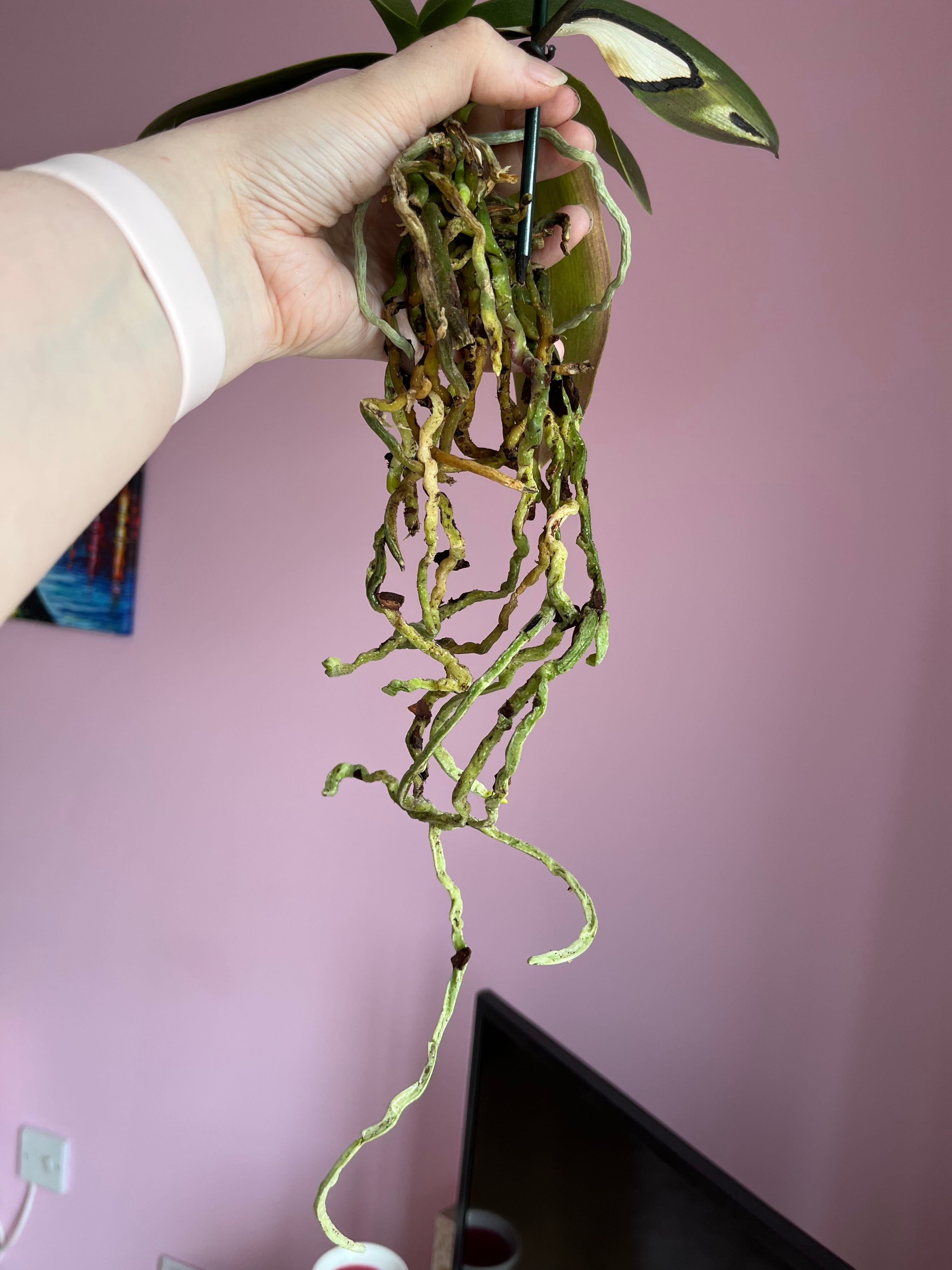 Why Are My Mini Phalaenopsis Orchid Leaves Curling?