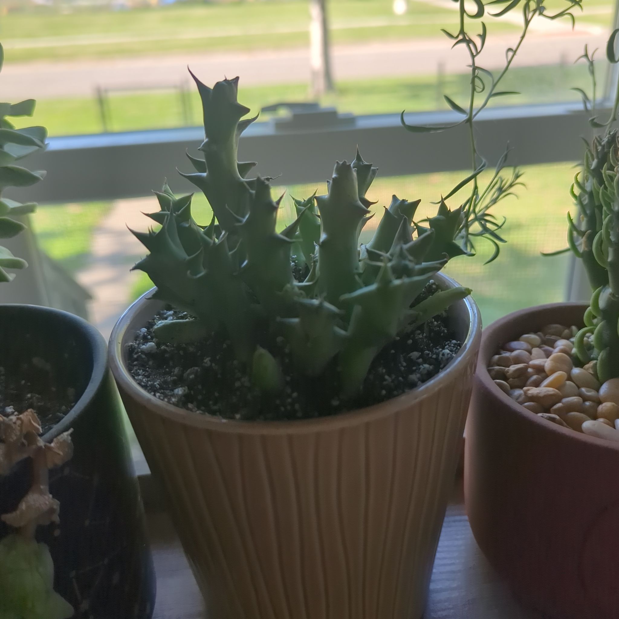 Photo of the plant species Huernia macrocarpa by @YesEspicia30 named Prometheus on Greg, the plant care app