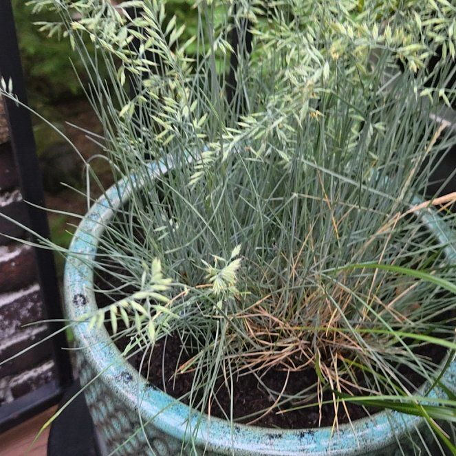 Photo of the plant species Bulbous Bluegrass by @MerryRaintree39 named Forrest on Greg, the plant care app