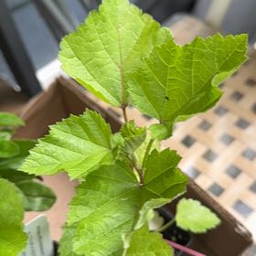 Photo of the plant species Marsh Mallow by @YeveAloekeylime named Miley on Greg, the plant care app