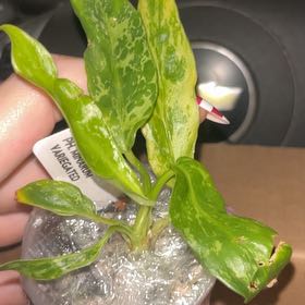 Photo of the plant species Philodendron 'Lime Fiddle' by @WalkingGarbage named Sonora on Greg, the plant care app