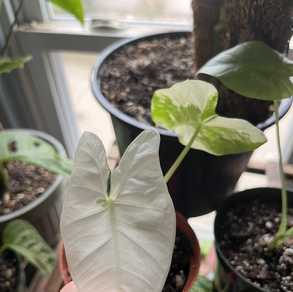 Photo of the plant species Variegated Frydek by @WalkingGarbage named Curie on Greg, the plant care app