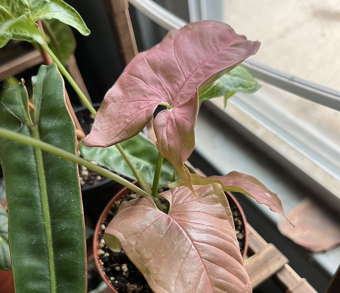 Photo of the plant species Neon Pink Arrowhead Plant by @WalkingGarbage named Ronaldo on Greg, the plant care app