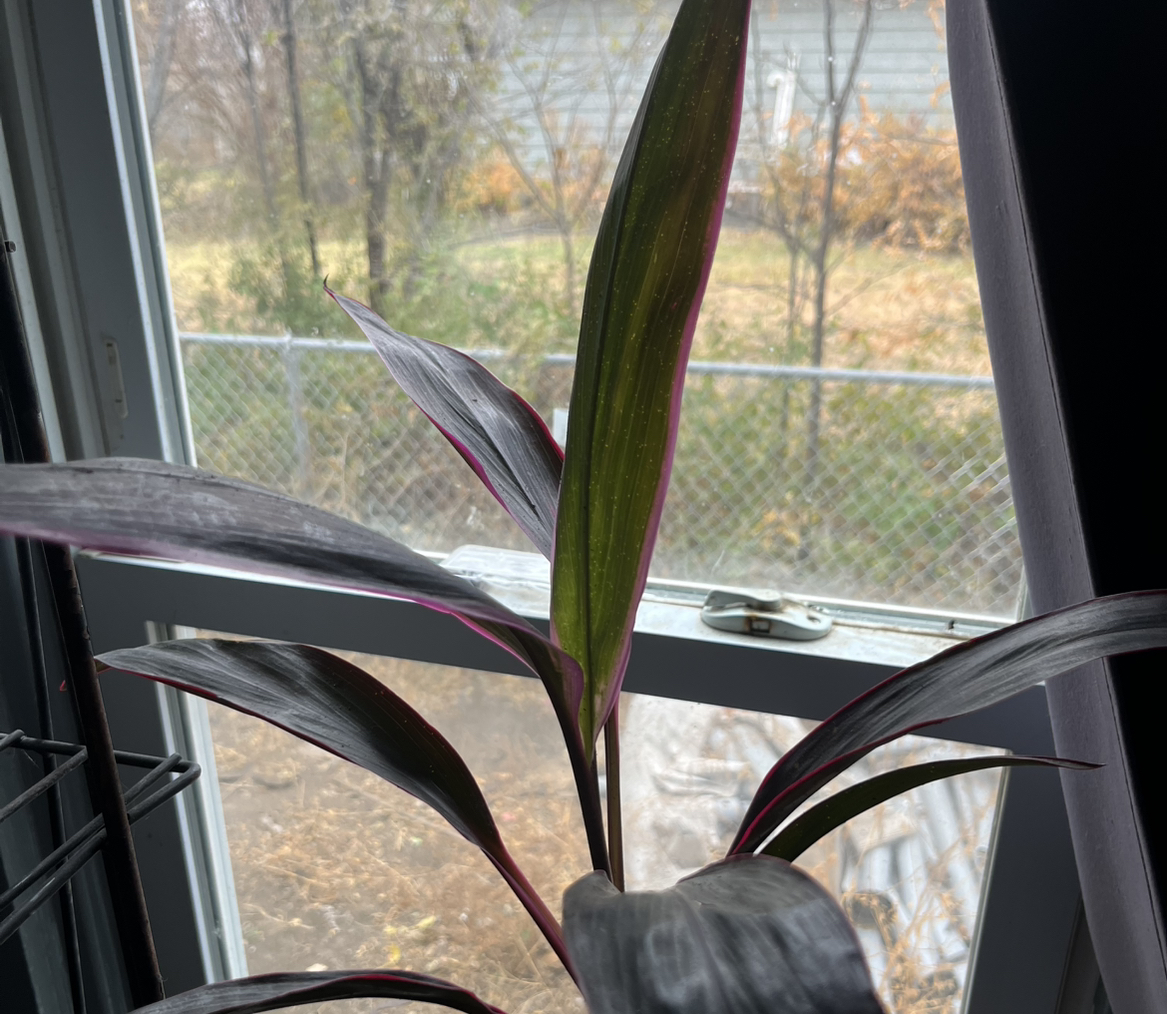 Photo of the plant species Cordyline 'Ruby' by @WalkingGarbage named Daphne on Greg, the plant care app