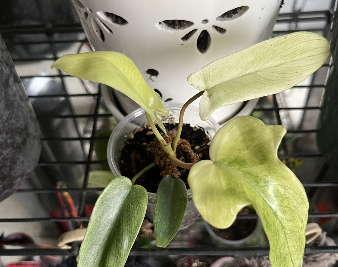 Photo of the plant species Philodendron ghost Mint by @WalkingGarbage named Delilah on Greg, the plant care app