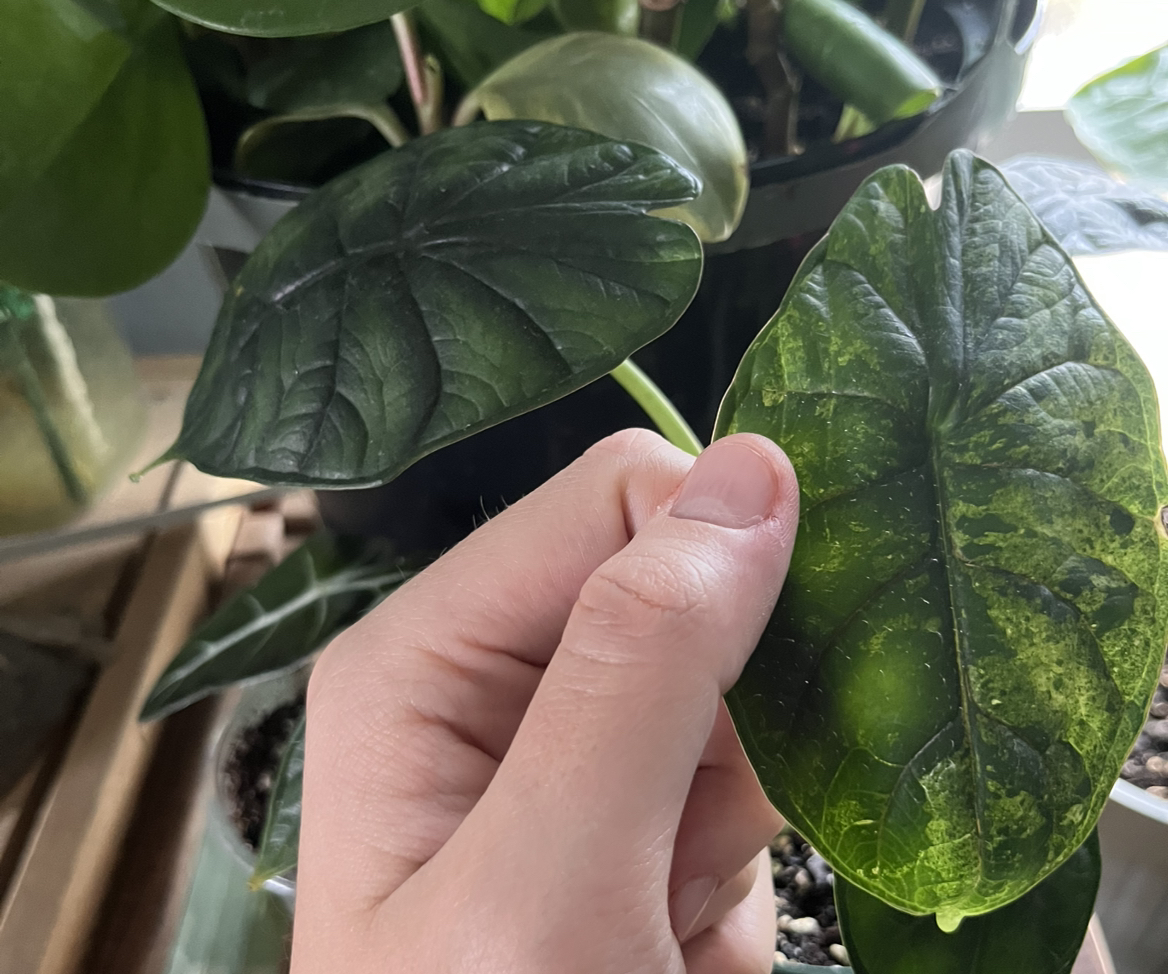 Photo of the plant species Alocasia Mint Polly by @WalkingGarbage named Elina on Greg, the plant care app