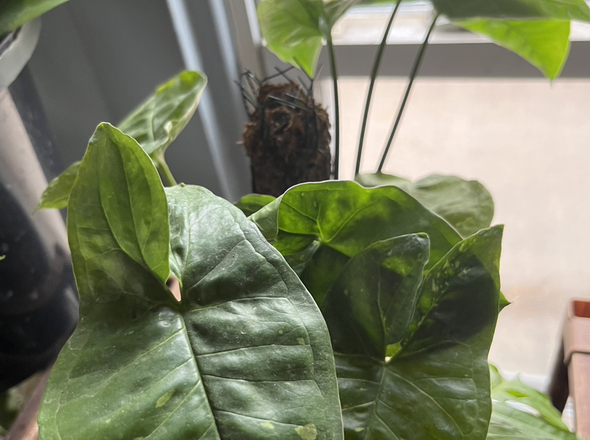 Photo of the plant species Syngonium angustatum by @WalkingGarbage named Custer SunOfTheMorningStar on Greg, the plant care app