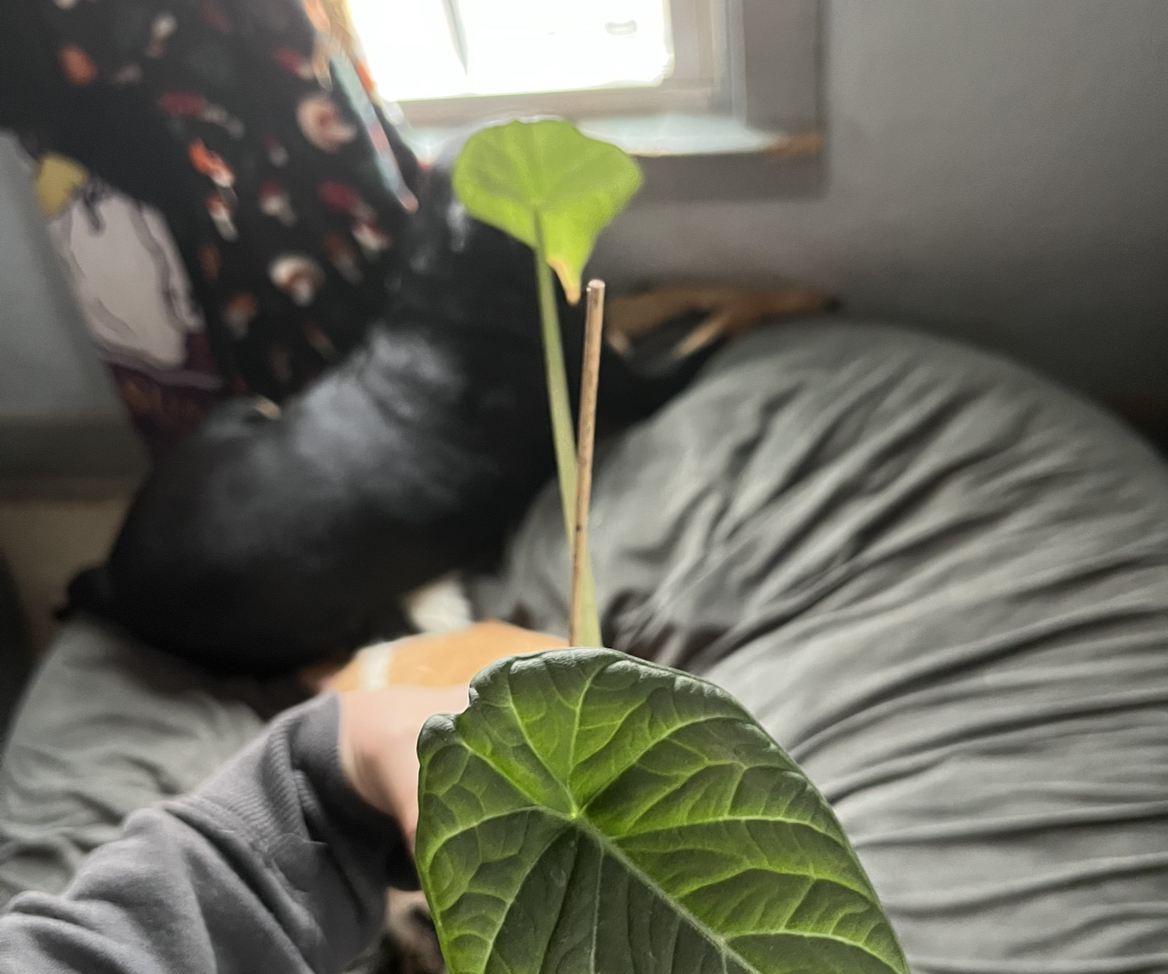 Photo of the plant species Alocasia Maharni Aurea by @WalkingGarbage named Heffalump on Greg, the plant care app