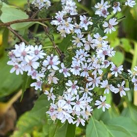 Photo of the plant species Heath Aster by @HeadTagetes55 named Scarlett on Greg, the plant care app