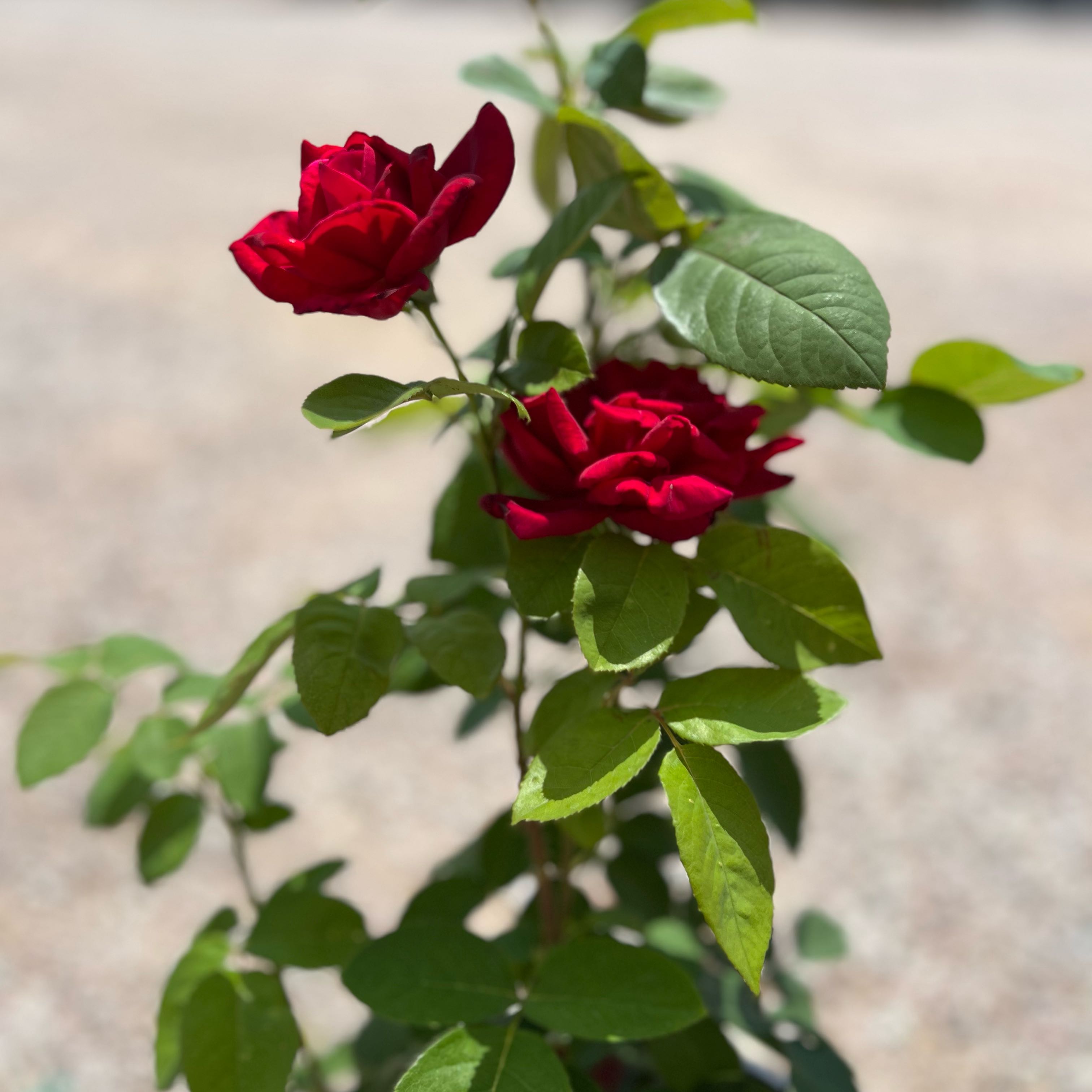 Photo of the plant species Chrysler Imperial Rose by @KingsizedPansy named Elizabeth Rose on Greg, the plant care app