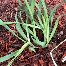 Photo of the plant species Bubble Bath Ornamental Onion by @MollDoll81 named Allie the Allium-Bubble Bath on Greg, the plant care app