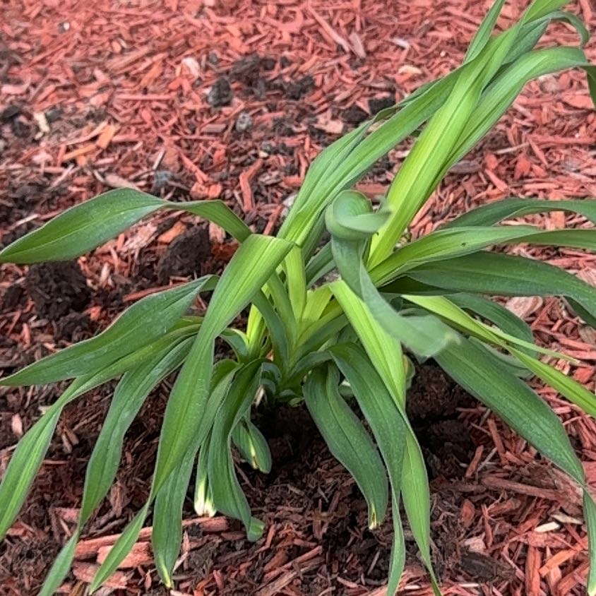 Photo of the plant species Daylily 'Bela Lugosi' by @MollDoll81 named Bela Legosi Lily on Greg, the plant care app