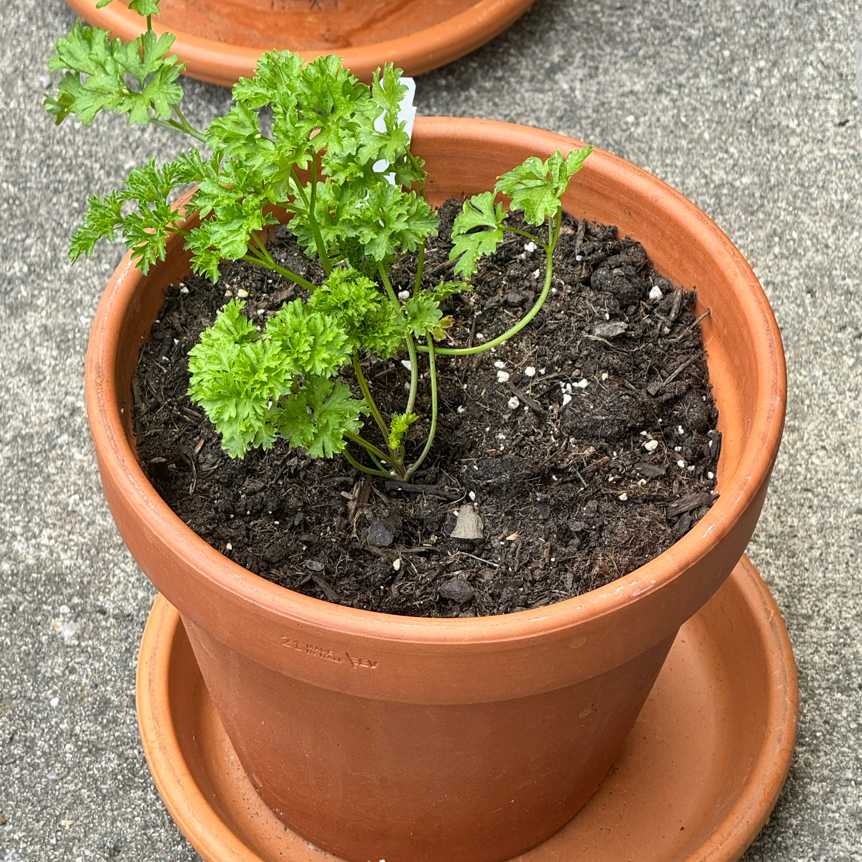 Photo of the plant species Curly (Common) Parsley by @MollDoll81 named Curly Sue on Greg, the plant care app
