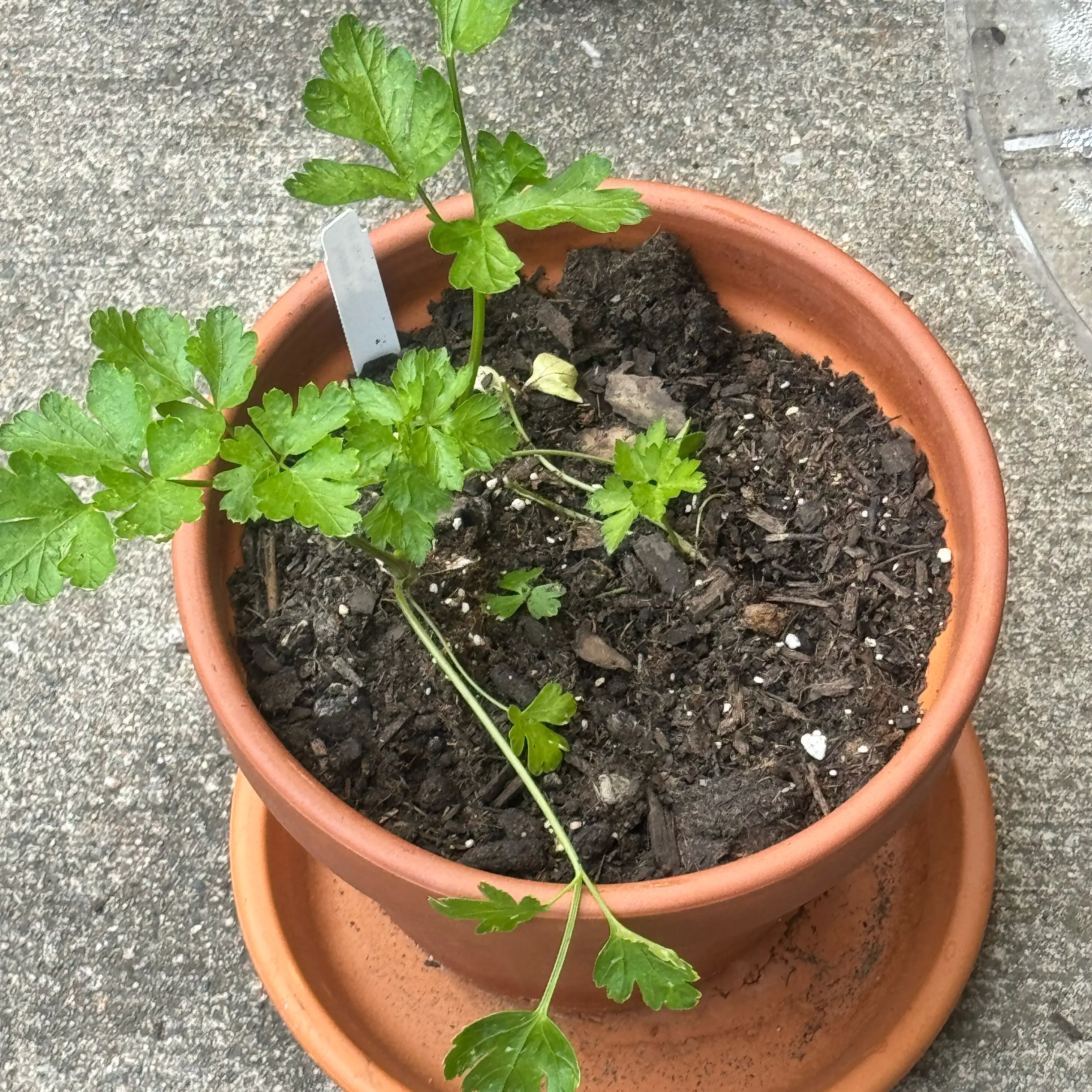 Photo of the plant species Italian Parsley by @MollDoll81 named Leonardo Flat Leaf on Greg, the plant care app
