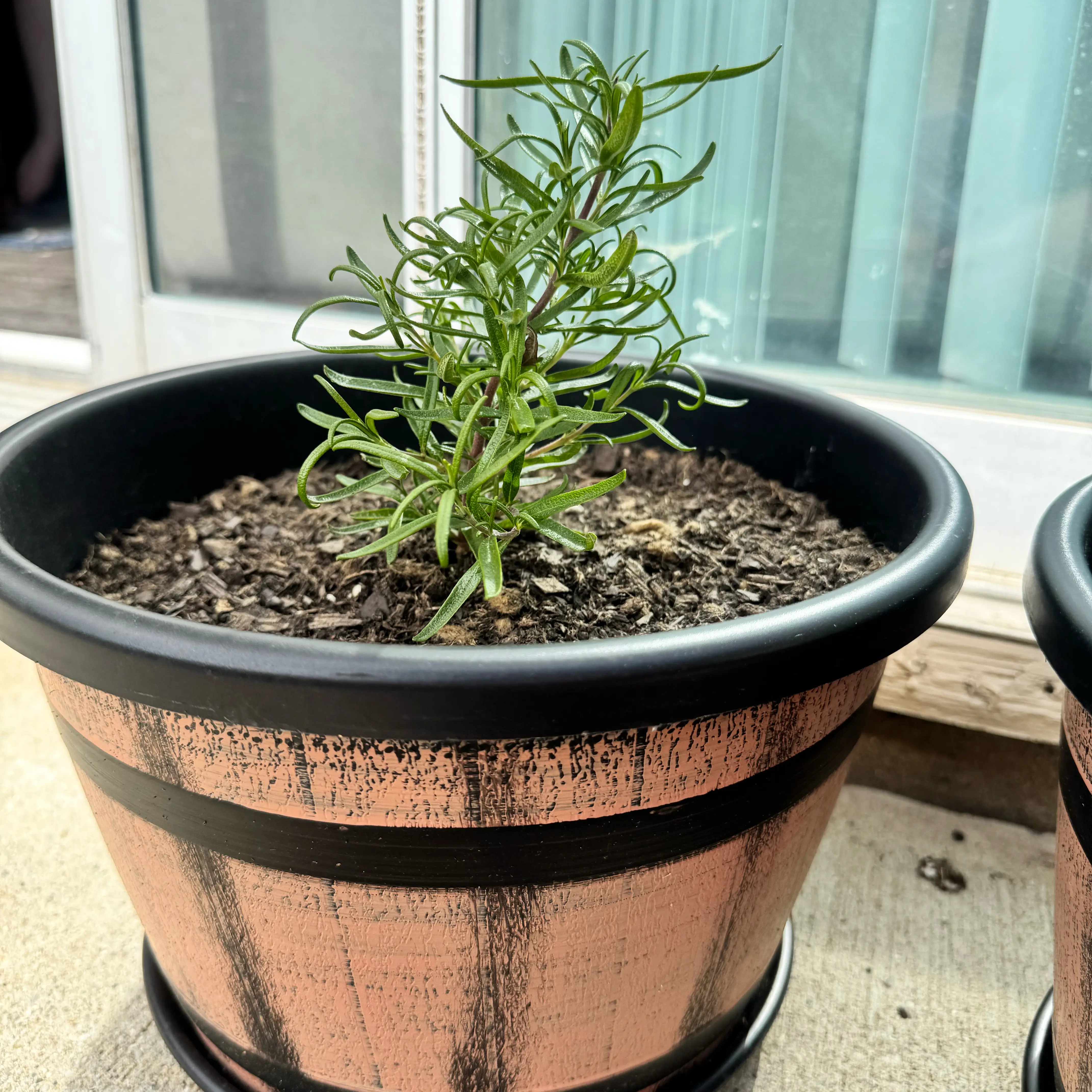Photo of the plant species Rosemary 'Barbecue' by @MollDoll81 named Barbecue on Greg, the plant care app