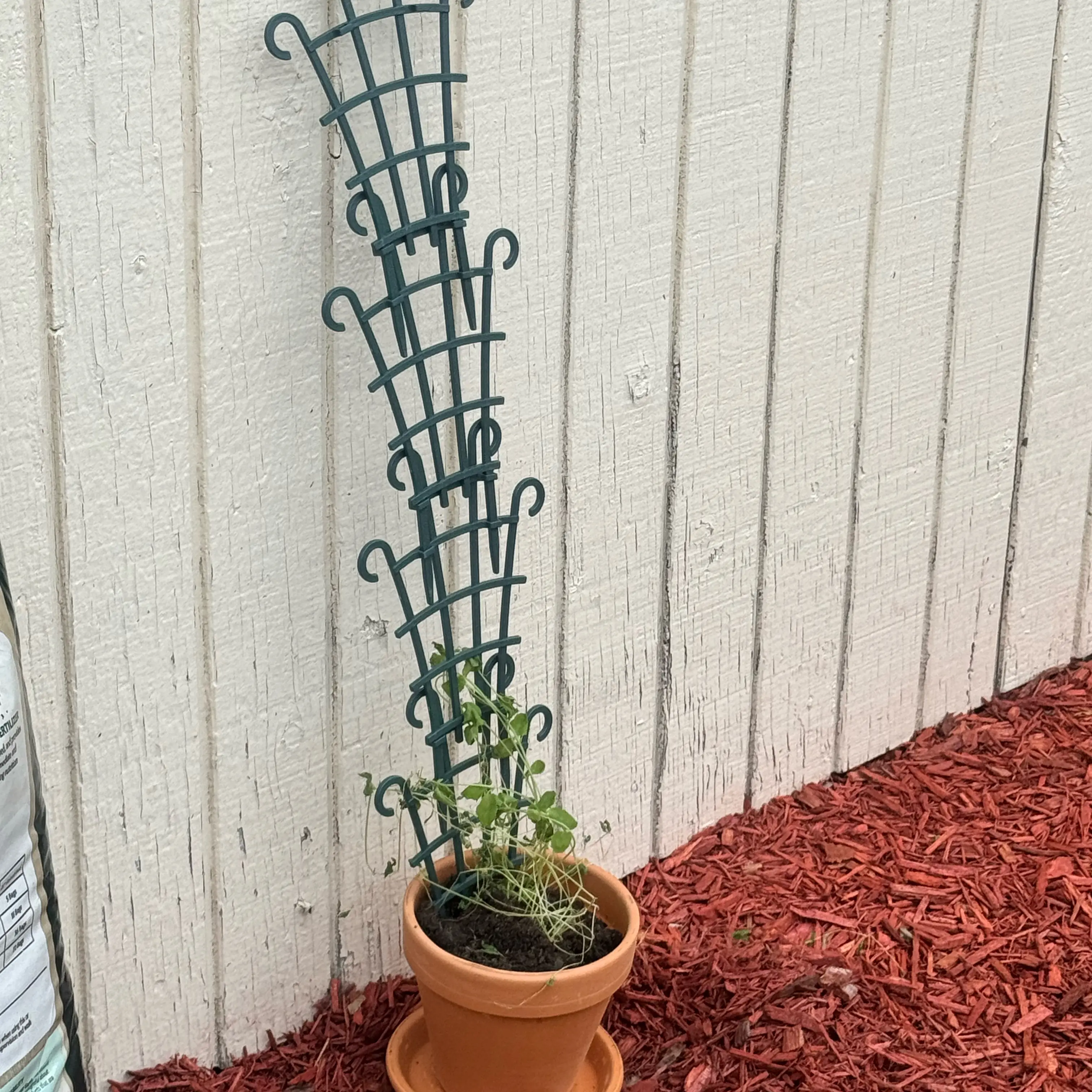 Photo of the plant species Sweet Pea 'Sweetie' by @MollDoll81 named Naomi on Greg, the plant care app