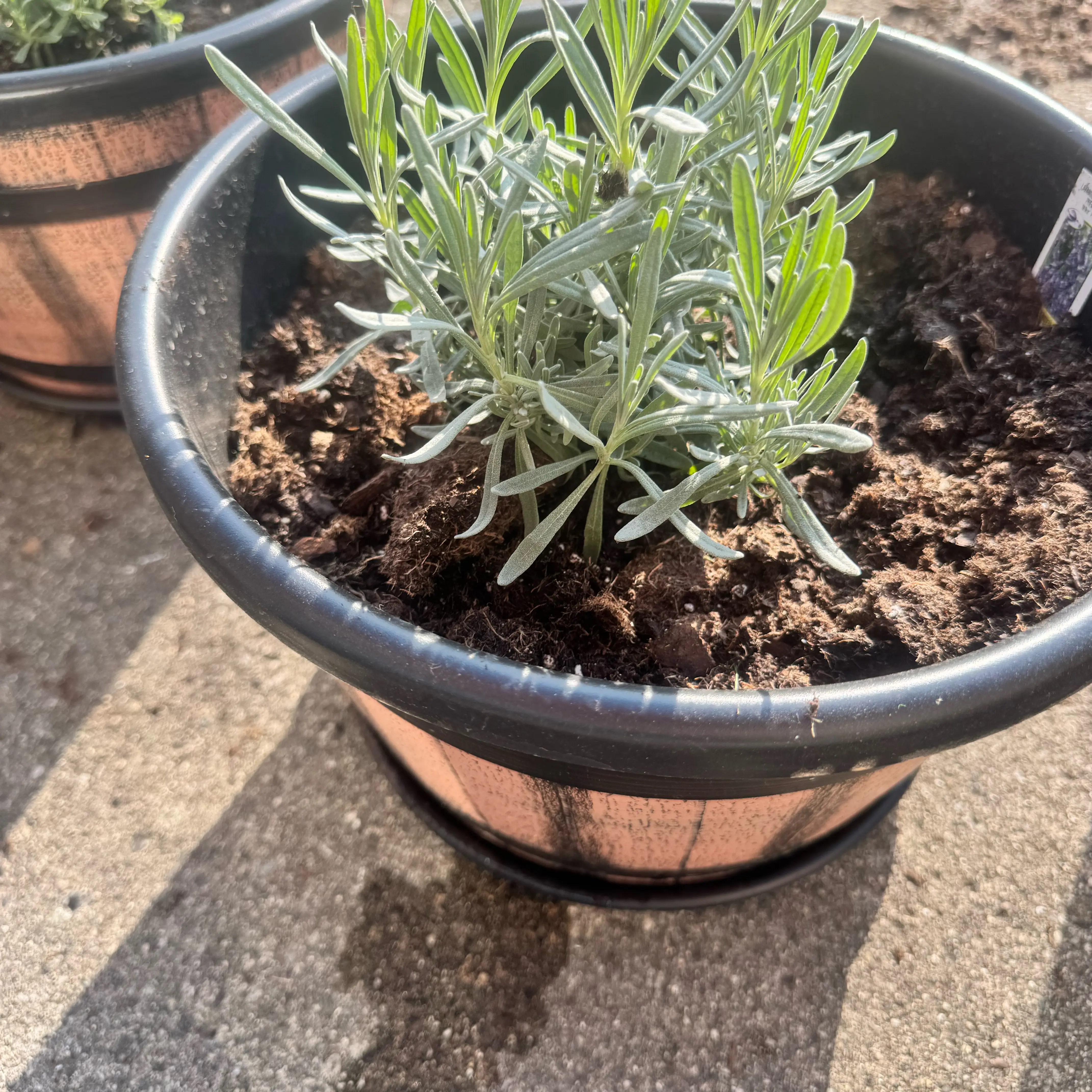 Photo of the plant species Phenomenal lavender by @MollDoll81 named Niko on Greg, the plant care app