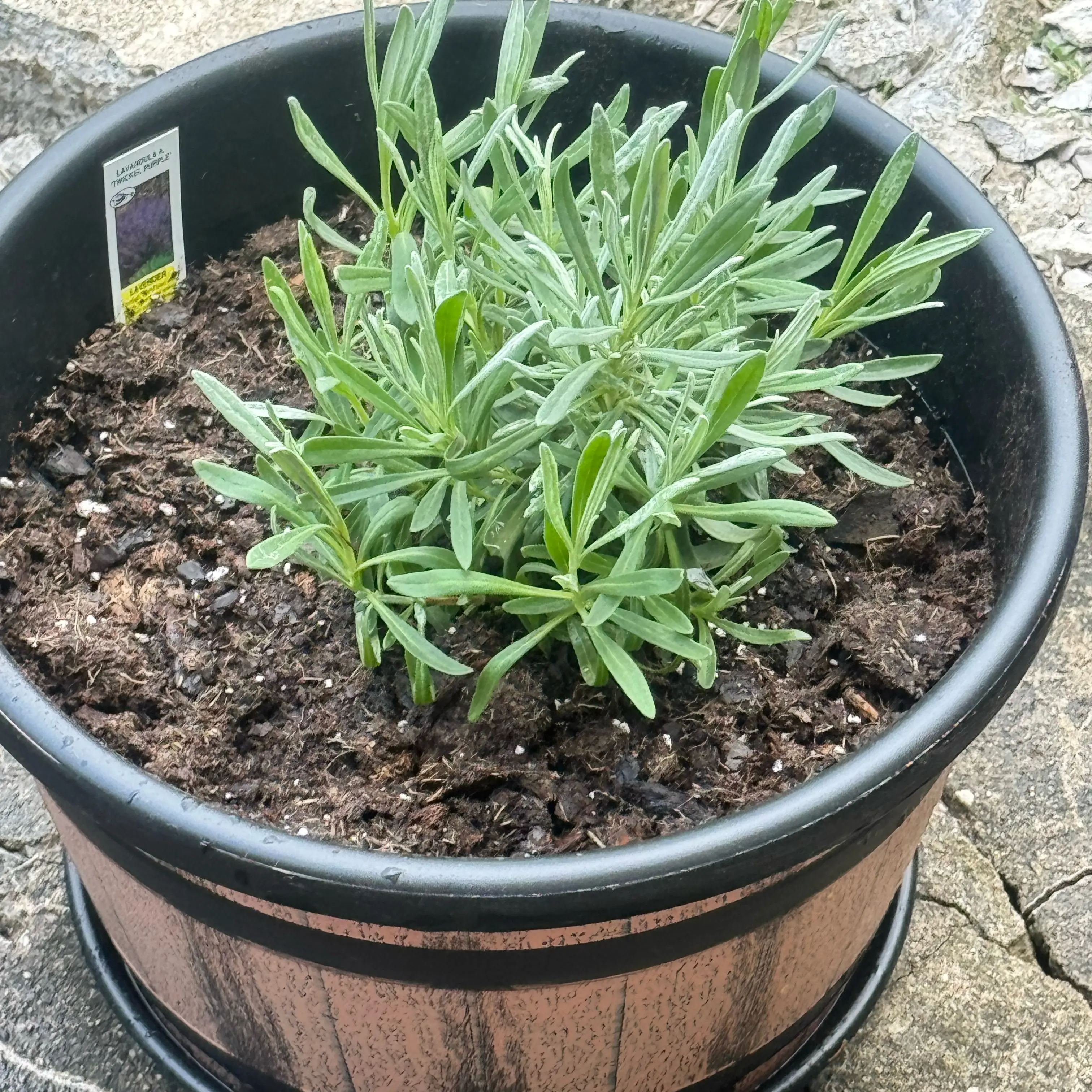 Photo of the plant species Lavendar by @MollDoll81 named Twickel Purple on Greg, the plant care app