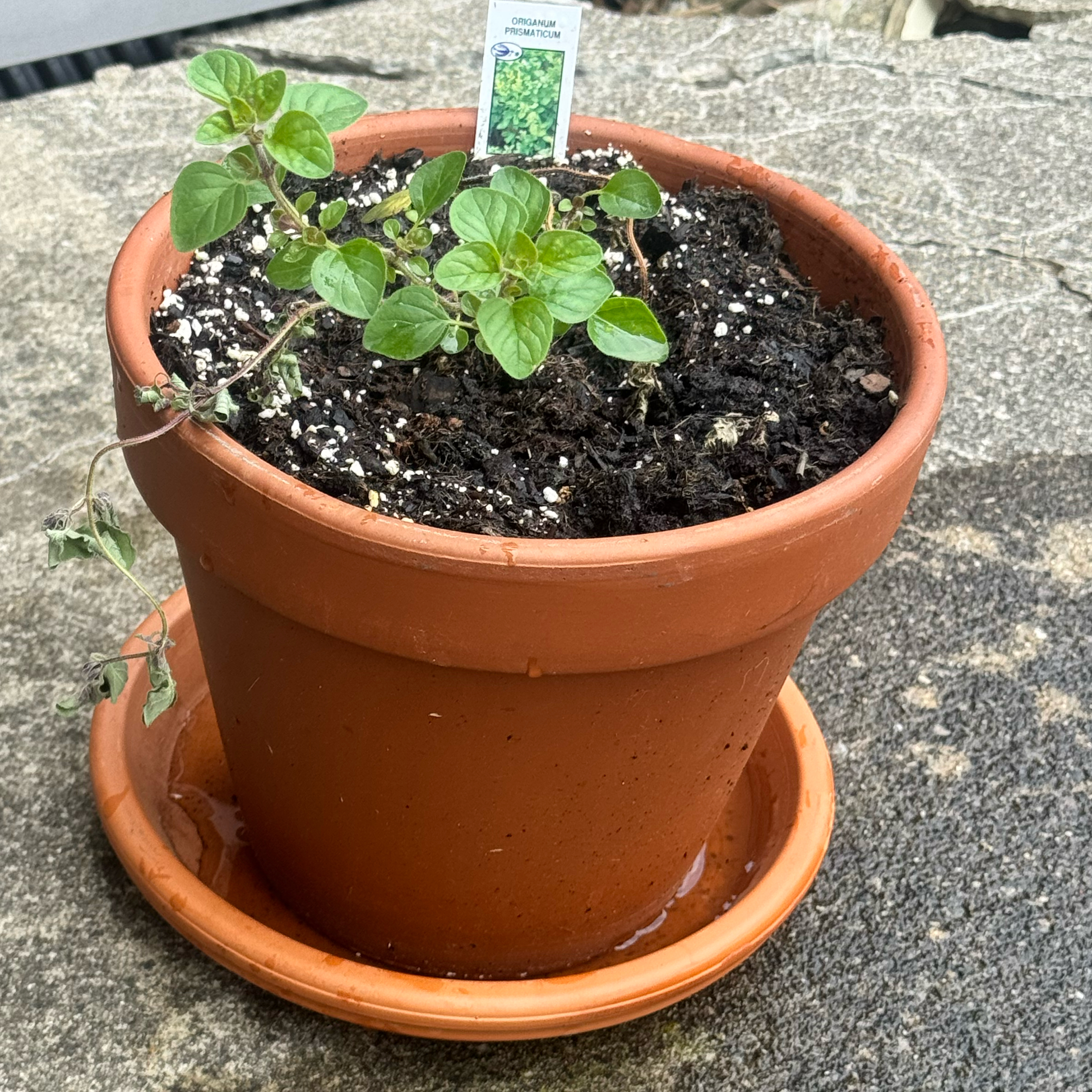 Photo of the plant species Greek Oregano by @MollDoll81 named Achilles the Greek Oregano on Greg, the plant care app