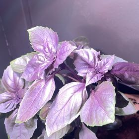 Photo of the plant species Black Opal Basil by @NewFeijoa84 named Rainier on Greg, the plant care app